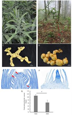 An integrated targeted metabolome of phytohormones and transcriptomics analysis provides insight into the new generation of crops: Polygonatum kingianum var. grandifolium and Polygonatum kingianum